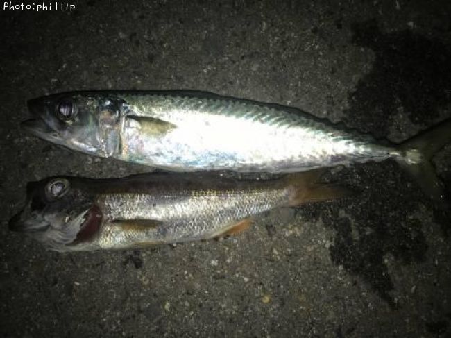 ���С����