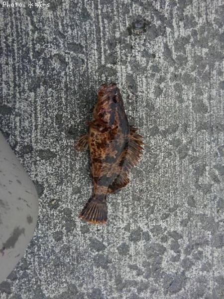 �٥å�������