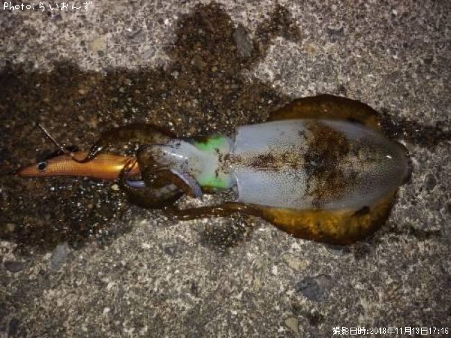 �����ꥤ��