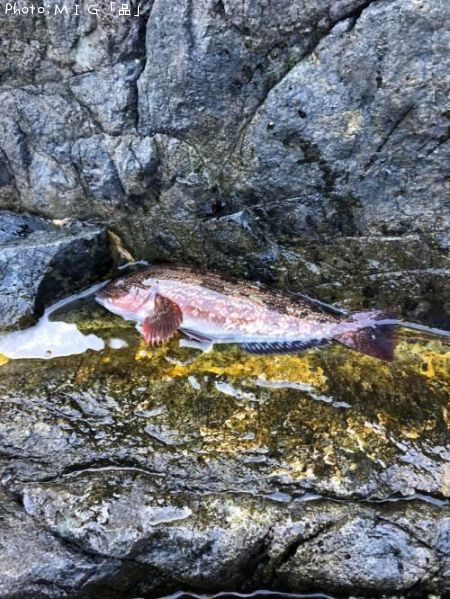 �����ʥ�