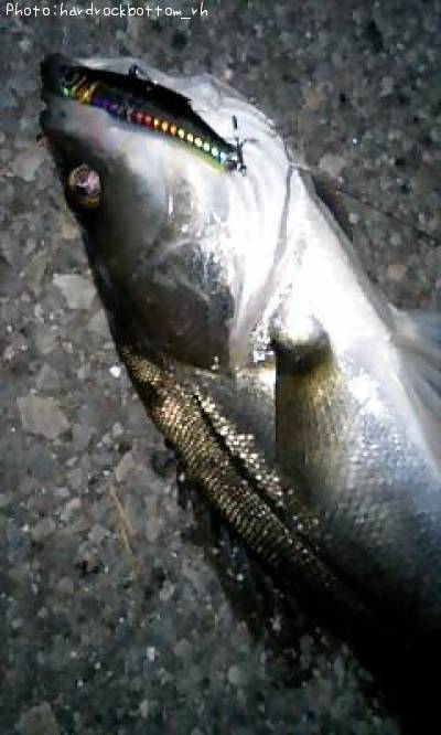 �����Х�