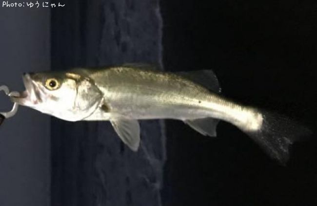 �����Х�