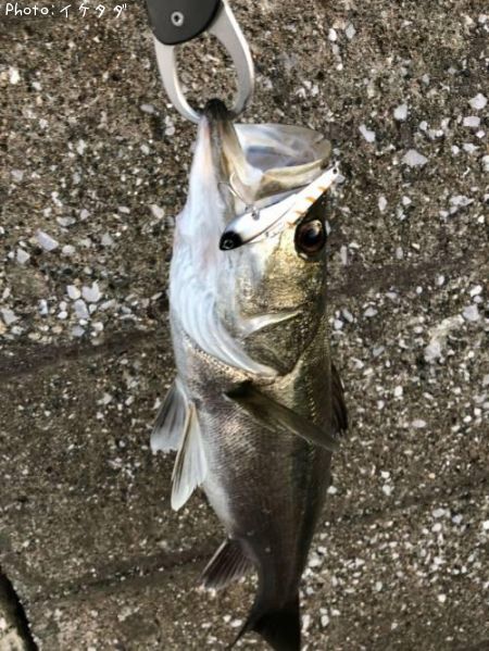 �����Х�