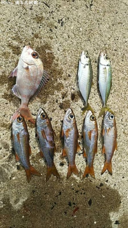 ��ġ�����������ꥳ�ʥޥ�����