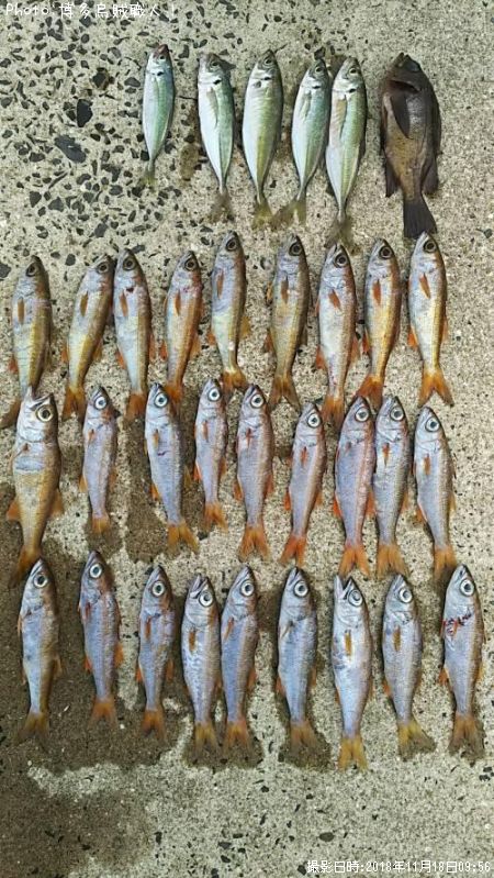 ��ġ���������Х�