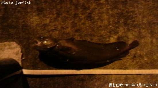 �������������ʥ�