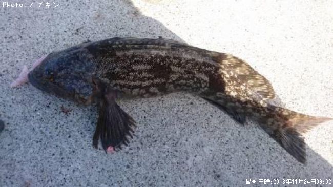 �����ʥ�