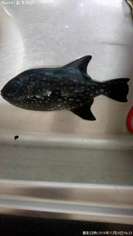 ���ߥ�󥬥�