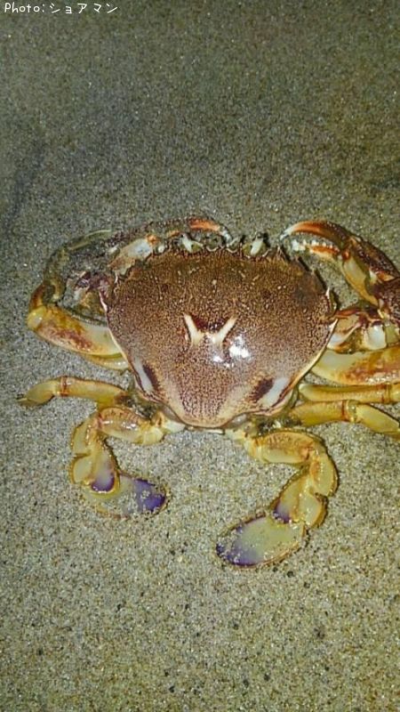 �勵�ꥬ�˲ʥҥ�ĥᥬ��