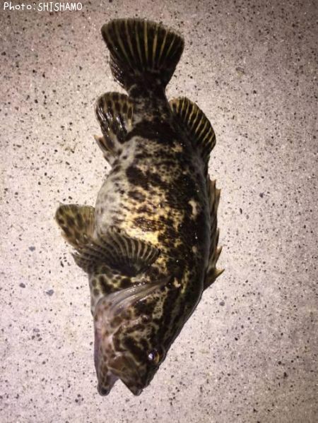 �٥å�������