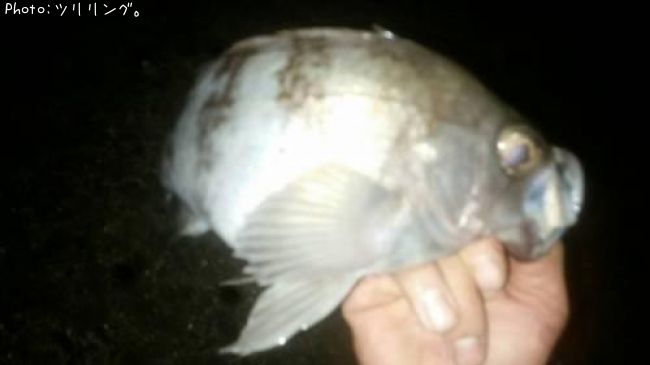 ��Х�ȥ���