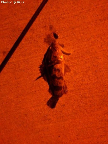 �٥å�������