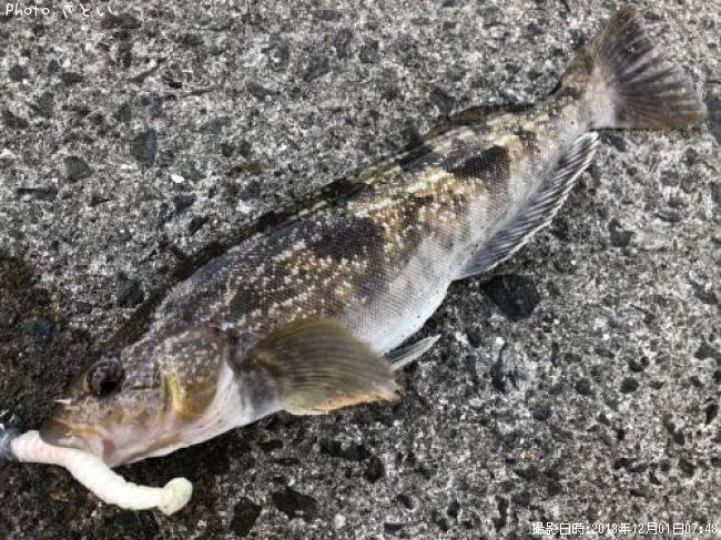 �����ʥ�