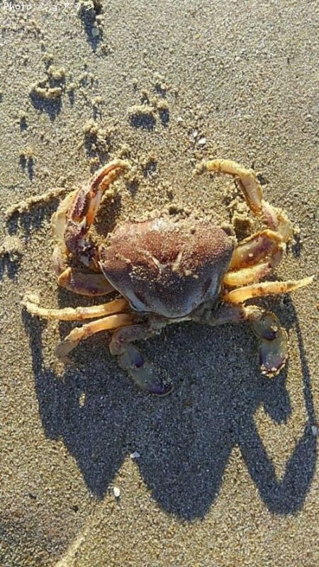 �勵�ꥬ�˲ʥҥ�ĥᥬ��