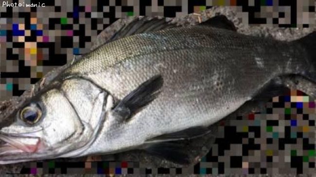 �����Х��ʥҥ�եå���