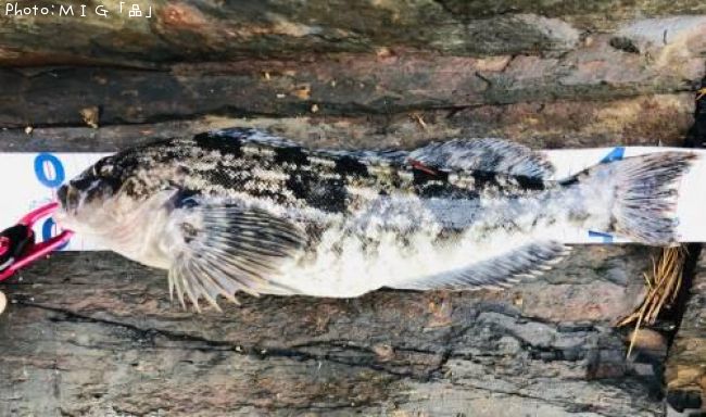 �����ʥ�