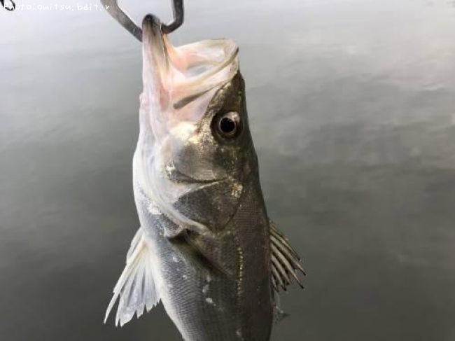 �����Х�