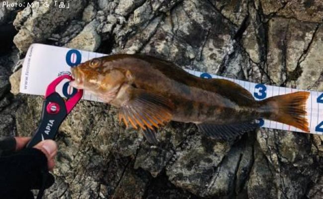 �����ʥ�