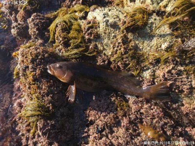 �����ʥ�