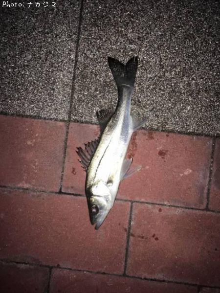 �����Х�