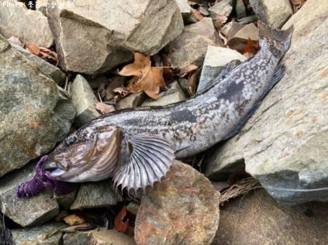 �����ʥ�