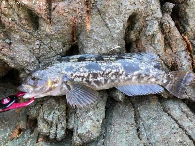 �����ʥ�