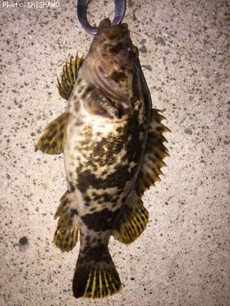 �٥å�������