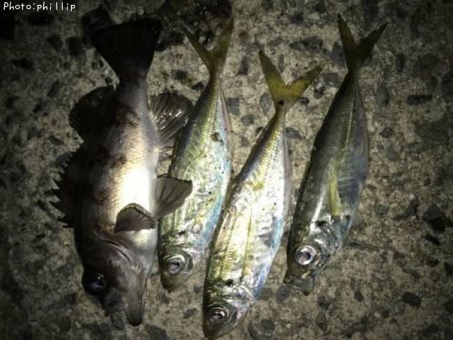 ��Х롢����