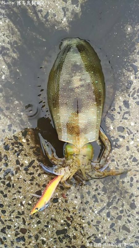 �����ꥤ��