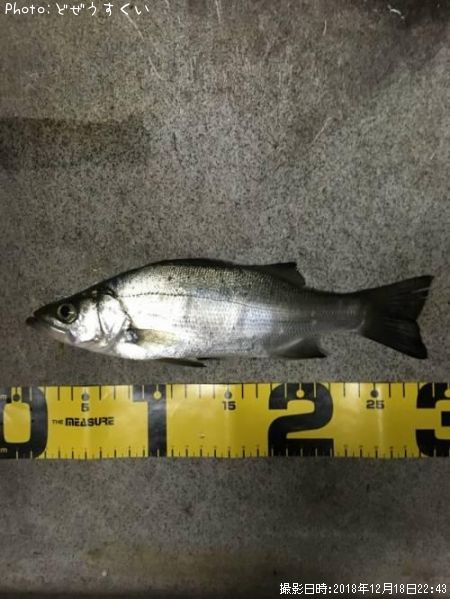 �����Х��ʥҥ饻������