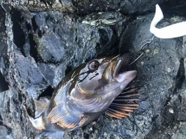 �����ʥ�