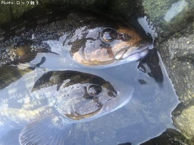 �����ʥ�