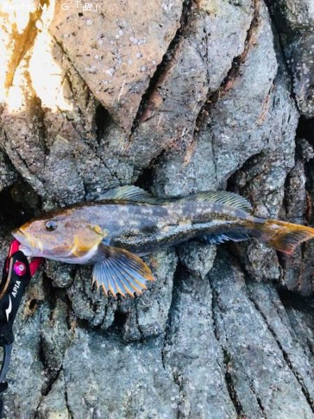 �����ʥ�