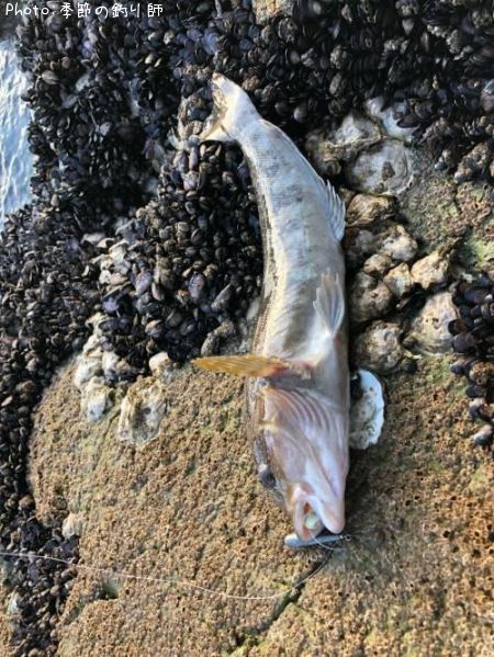 �����ʥ�