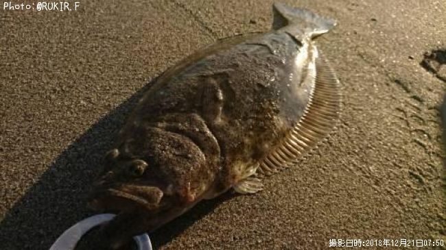 �ҥ��ʥ�����