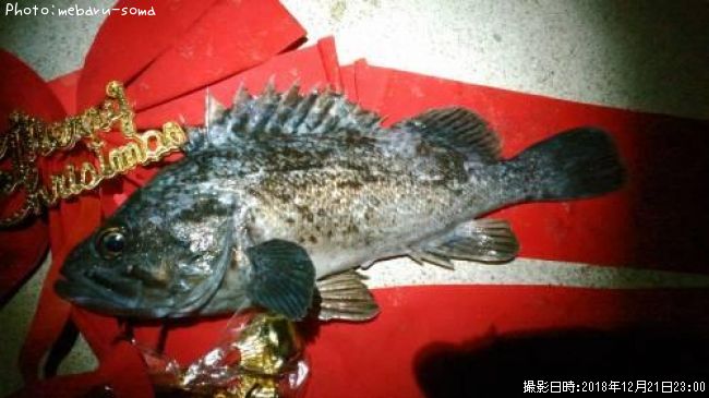 ���󥿥�������