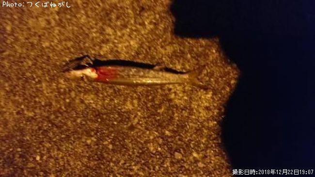 �������ޥ�