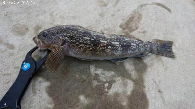 �����ʥ�