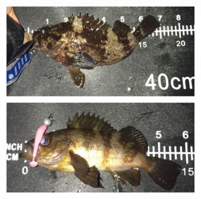 ��������Х�