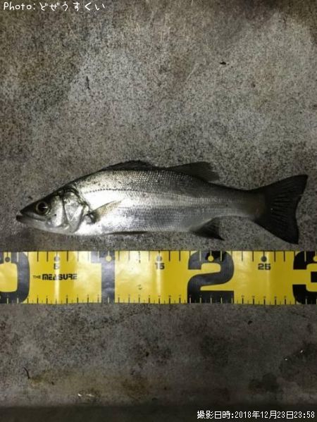 �����Х��ʥҥ饻������