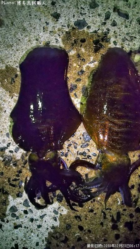 �����ꥤ��