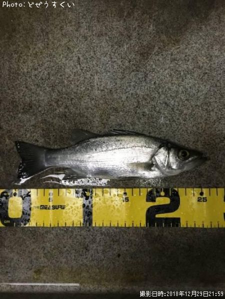 �����Х��ʥҥ饻������