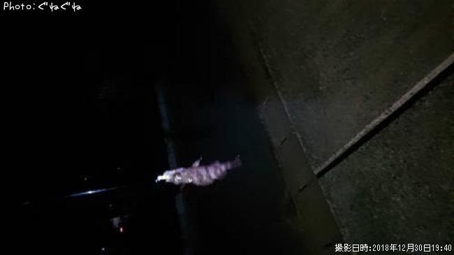 ��Х�