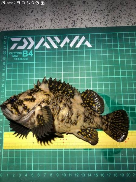 ���������饽��