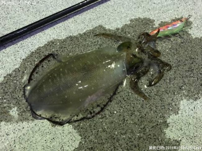 �����ꥤ��