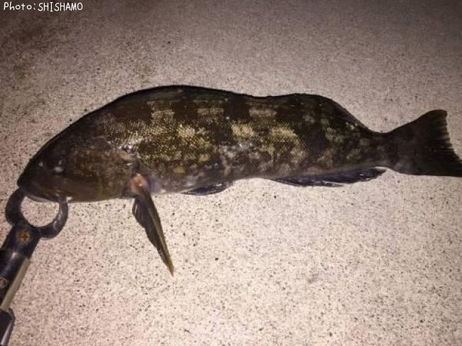 �����ʥ�