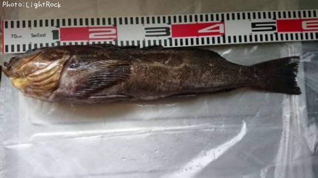 �����ʥ�