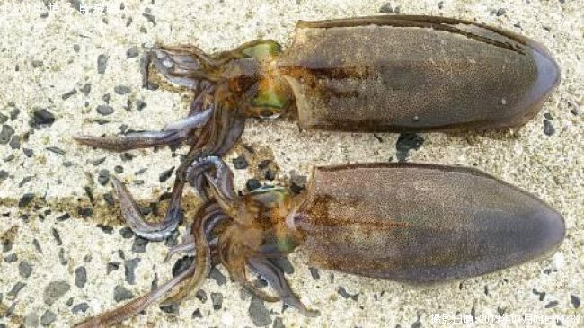 �����ꥤ��