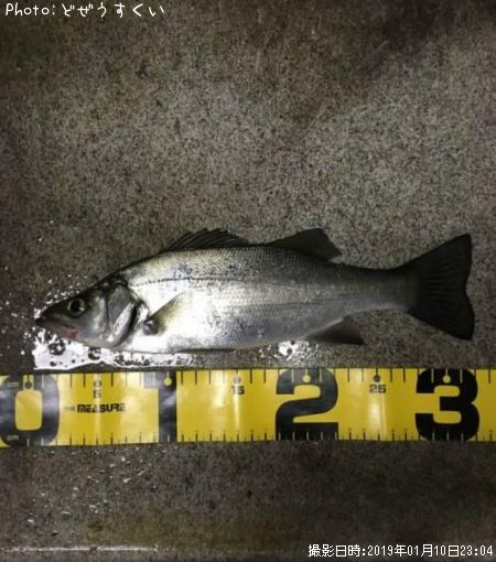 �����Х��ʥҥ饻������