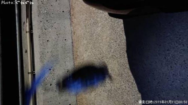 ��Х�